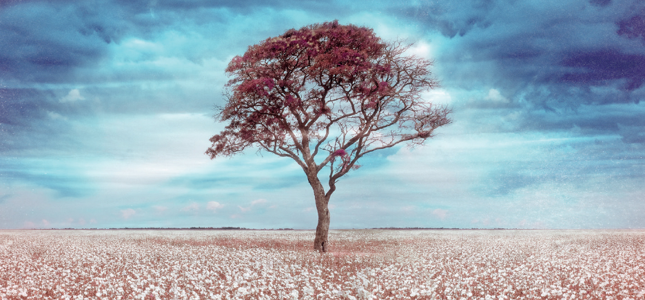CD cover art for Requiem for the Enslaved. A tree with red leaves is centered in a field, beneath a sky of white and dark blue clouds.